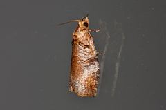 Cryptoptila immersana