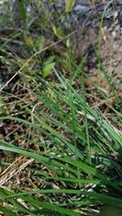 Dichanthelium depauperatum