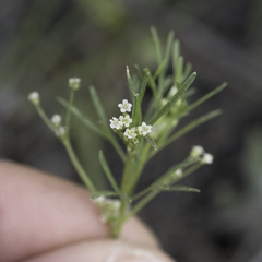 Apiastrum angustifolium