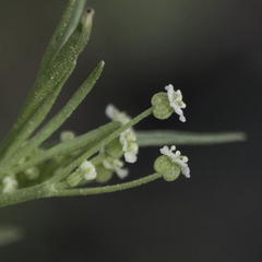 Apiastrum angustifolium
