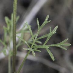 Apiastrum angustifolium