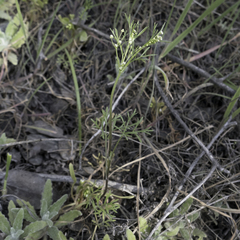 Apiastrum angustifolium