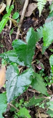 Asarum caudigerum