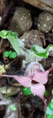 Asarum caudigerum