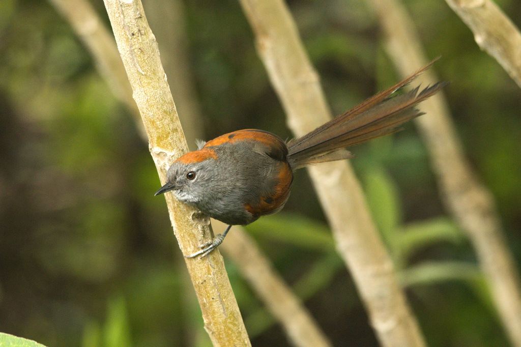 Apurimac Spinetail photo
