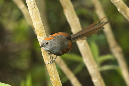 Apurímac Spinetail