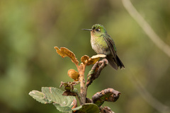 Metallura tyrianthina