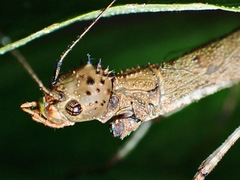 Sosibia