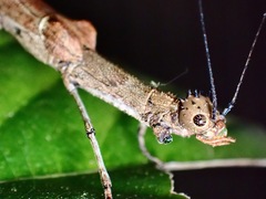 Sosibia