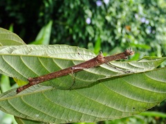 Sosibia