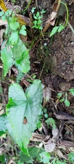 Asarum caudigerum