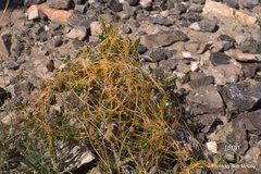 Cuscuta denticulata
