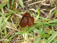 Lymanopoda obsoleta