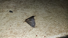 Noctuoidea