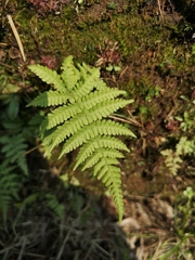 Coryphopteris castanea
