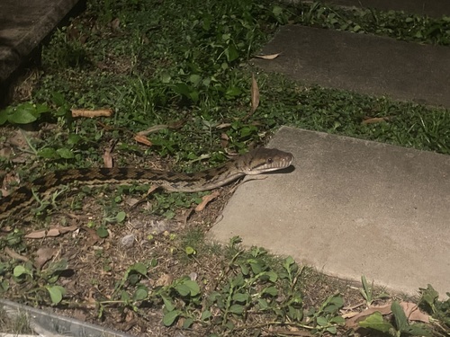 Australian Scrub Python sighting