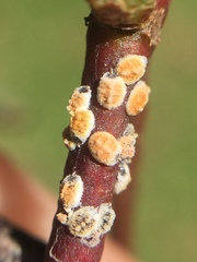 Eriococcus coriaceus