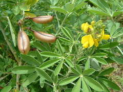 Crotalaria grahamiana