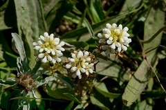 Triphysaria floribunda