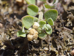 Chenopodium desertorum microphyllum