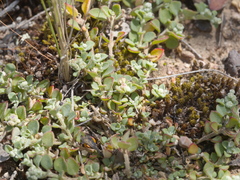 Chenopodium desertorum microphyllum