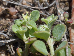 Chenopodium desertorum microphyllum