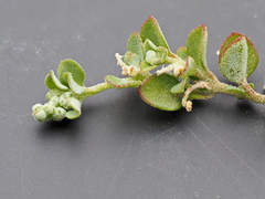 Chenopodium desertorum microphyllum