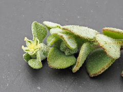 Chenopodium desertorum microphyllum