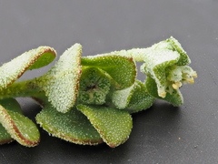 Chenopodium desertorum microphyllum