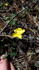 Crocanthemum carolinianum