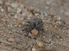 Thecesternus affinis