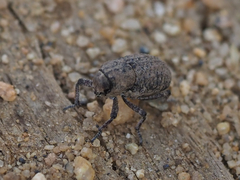 Thecesternus affinis