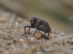 Thecesternus affinis