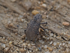 Thecesternus affinis