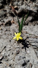 Hypoxis sessilis