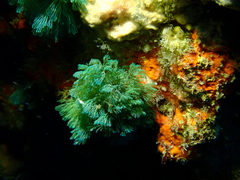 Virididentula dentata