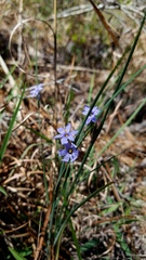Sisyrinchium albidum