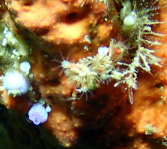 Holozoidae