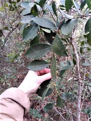 Xylosma horrida