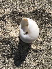 Cahuillus indioensis