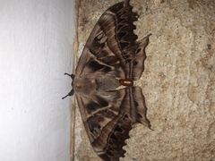 Arsenurinae