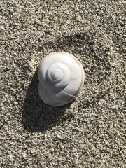 Cahuillus indioensis