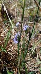 Sisyrinchium albidum