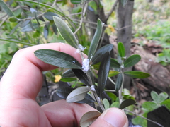 Euphyllura olivina