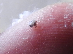 Euphyllura olivina