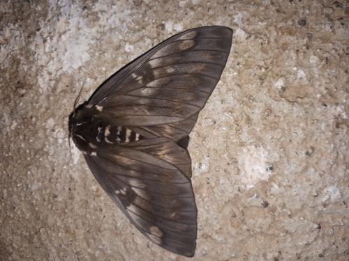 Citheronia bellavista
