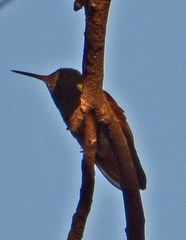 Saucerottia beryllina