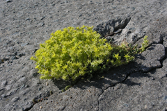 Sedum acre