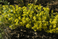 Sedum acre