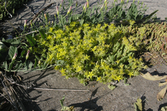 Sedum acre